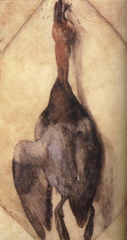 Albrecht Durer A Duck oil painting picture